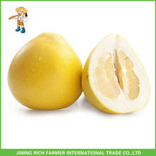 Hot Sale Chinês Pinghe Mel Fresco Pomelo Jining Rich Fazendeiro Comércio Internacional Co., Ltd